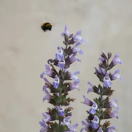 Lioriza Country * Kalamáki